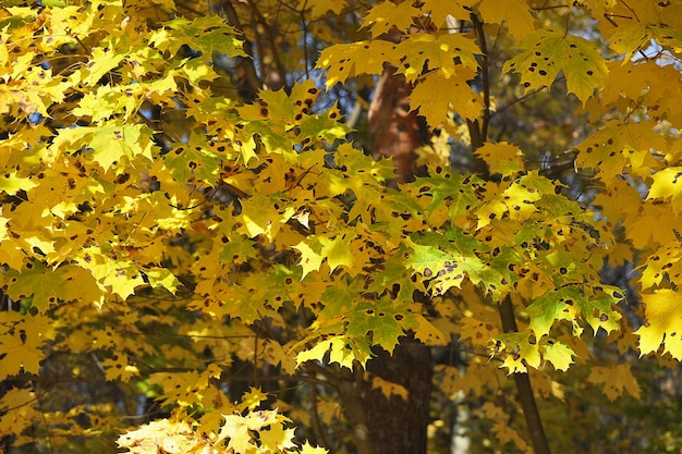 Gele esdoornbladeren - herfstlandschap