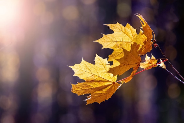 Gele esdoornbladeren in een donker bos op een zonnige dag Herfstbos