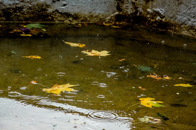 Gele esdoornbladeren in het water van de rivier tijdens de regen. Herfst regenachtige dag