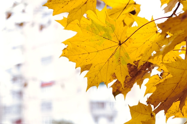 Gele esdoornbladeren op de achtergrond van een hoogbouw, herfstachtergrond