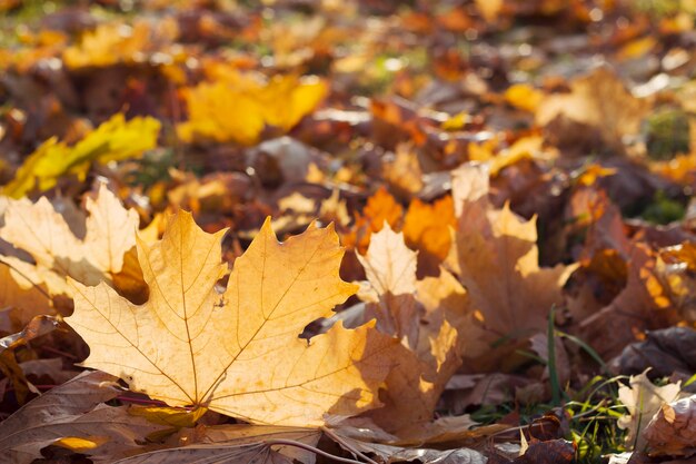 Gele esdoornbladeren op de grond met de herfstachtergrond van het zonsonderganglicht