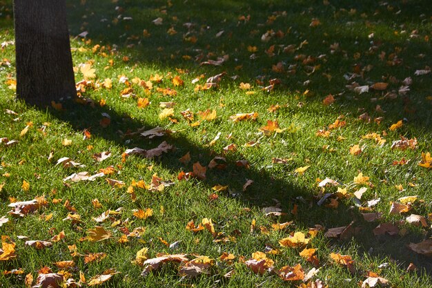 gele esdoornbladeren op het groene gras van het gazon