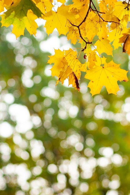 Gele esdoornbladeren tijdens de herfst