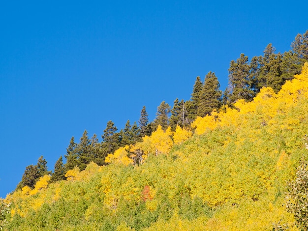 Gele espen in de herfst, Colorado.