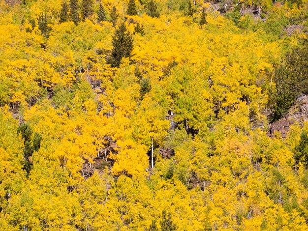 Gele espen in de herfst, Colorado.