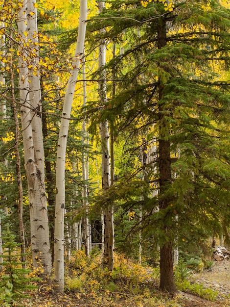 Gele espen in de herfst, Colorado.