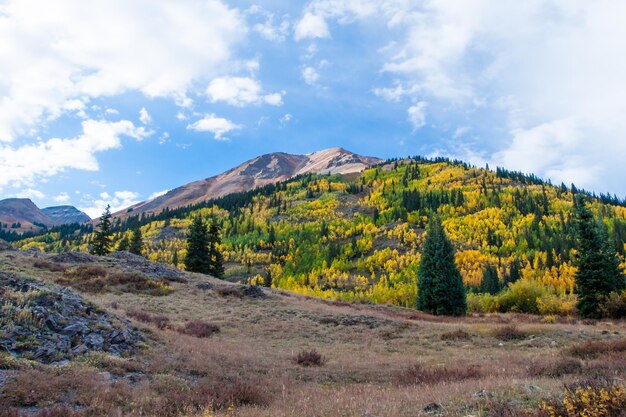Gele espen in de herfst, Colorado.