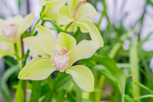 Gele exotische orchideebloemen in botanische tuin