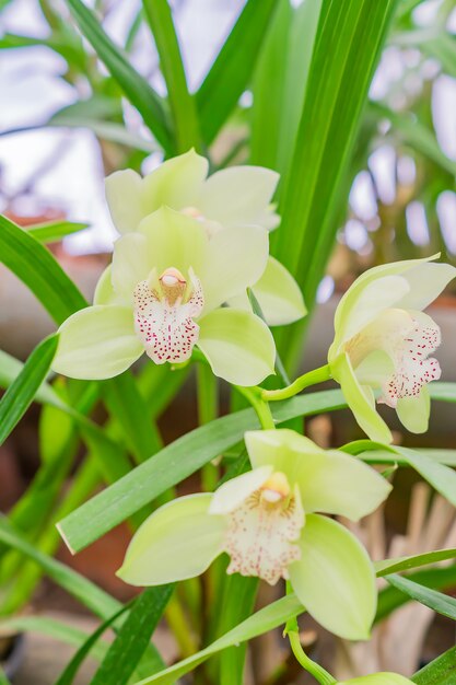 Gele exotische orchideebloemen in botanische tuin