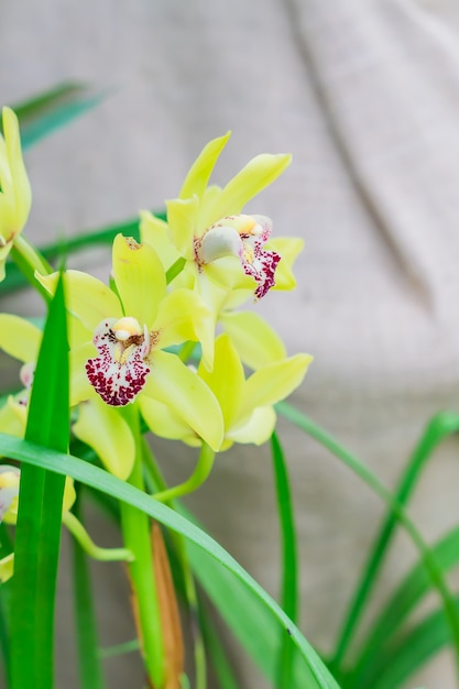 Gele exotische orchideebloemen in botanische tuin