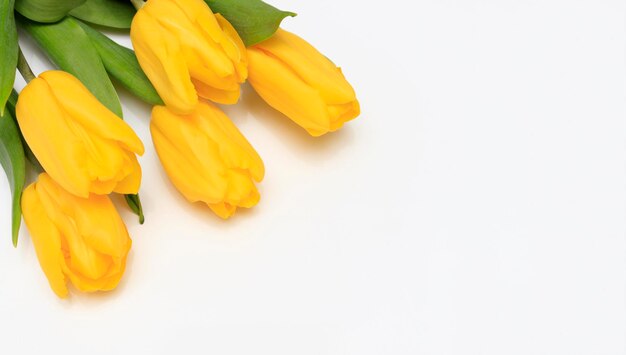 Gele feestelijke tulp bloemen op een witte achtergrond met ruimte voor tekst Lege banner