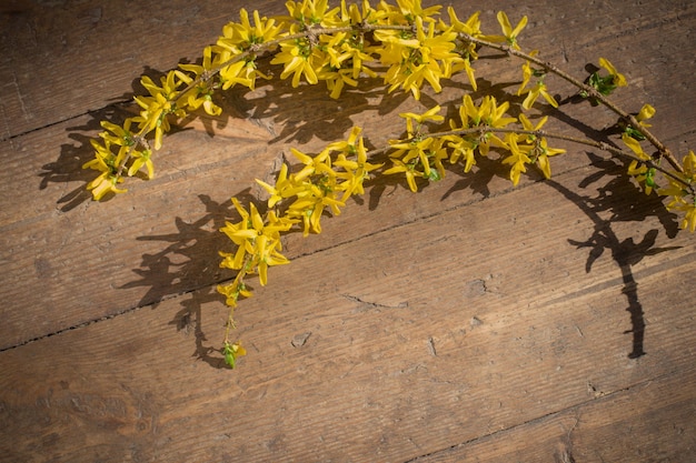 Gele forsythia op oude houten achtergrond