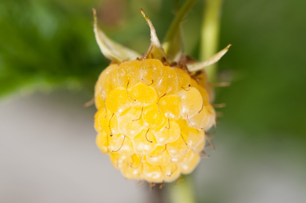 Gele frambozen op een tak, close-up.