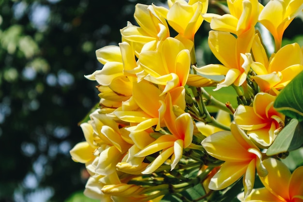 Gele frangipani bloemen of Plumeria Close-up in de boom