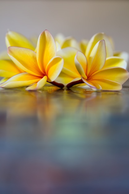 Gele frangipani (plumeria) bloemen op blauwe achtergrond close-up