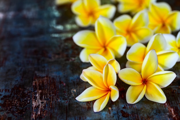 Gele frangipani plumeria bloemen op donker blauwe houten rustieke tafel.