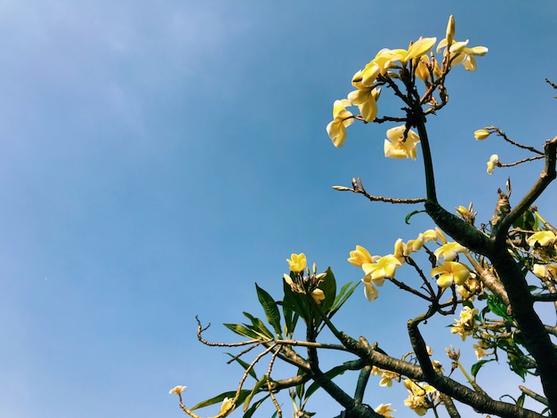 Gele Frangipani / Plumeria-bloemen op een boombovenkant met achtergrond van mooie heldere duidelijk