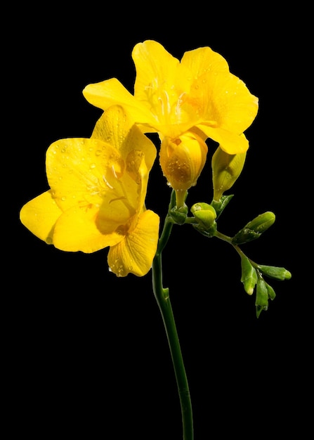 Foto gele freesia bloem op een zwarte achtergrond