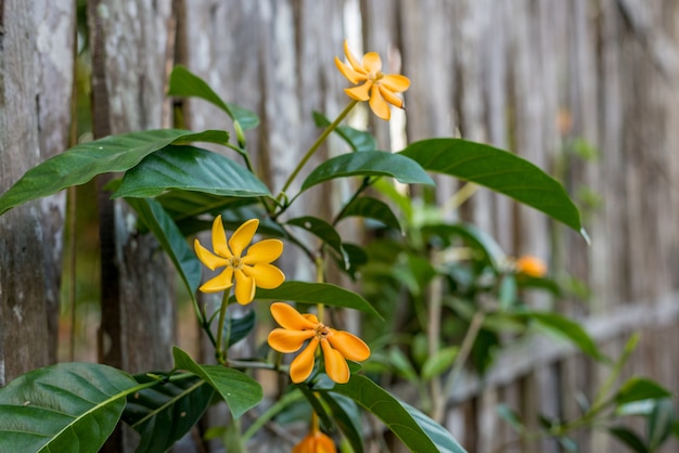 gele gardenia carinata