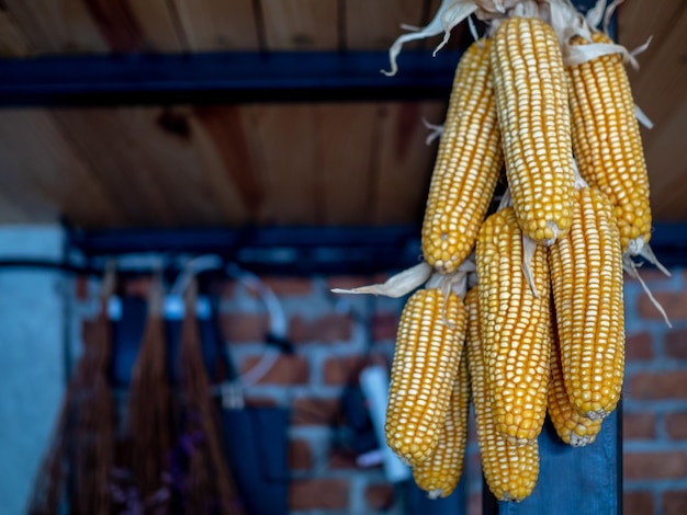 Gele gedroogde likdoorns hangen aan de zwarte paal