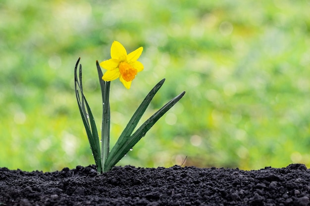 Foto gele gele narcis op losse grond en onscherpe achtergrond