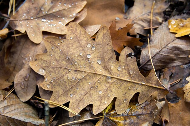 Gele gevallen bladeren met druppels dauw op de grond close-up in het herfstseizoen