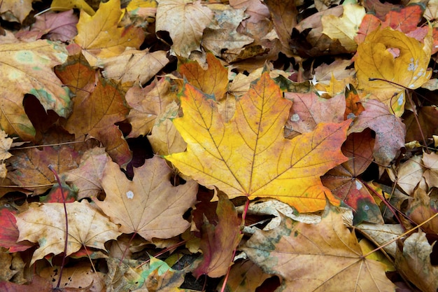 Gele gevallen bladeren op de grond close-up in het herfstseizoen