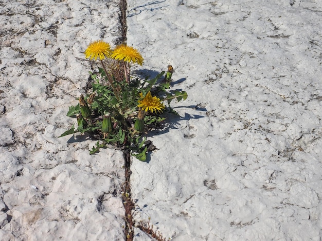 Gele gewone paardebloembloem