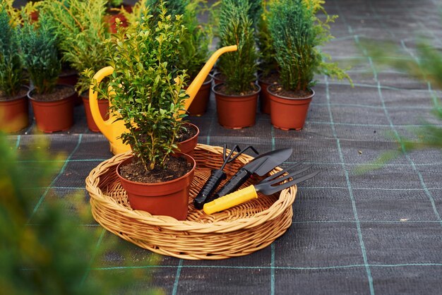 Gele gieter Planten in potten en gereedschap op de grond Conceptie van tuinieren