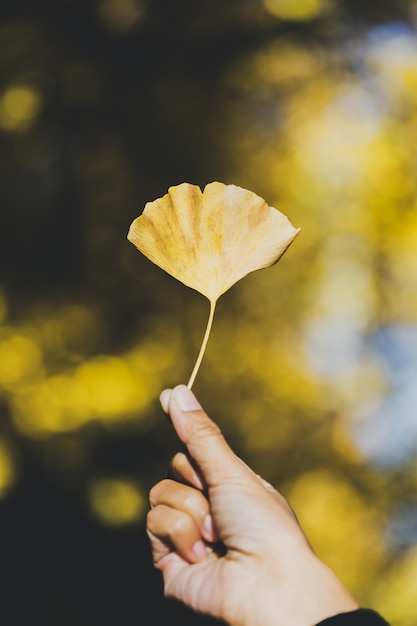 Gele ginkgo bladeren bij de hand