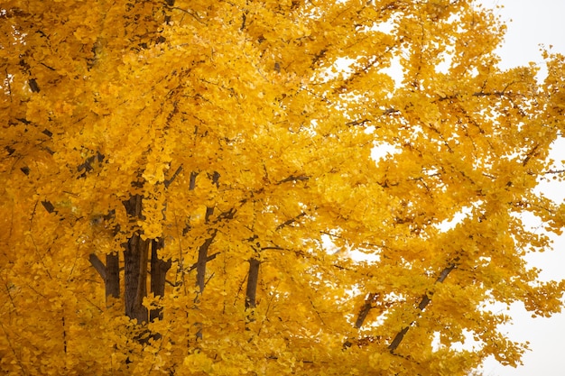 Gele ginkgobladeren glinsteren in de herfst