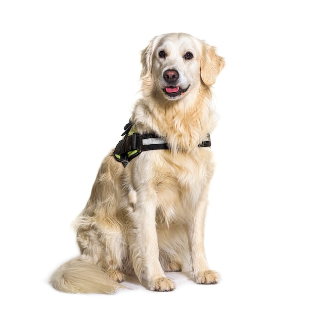 Gele Golden retriever hond zitten, geïsoleerd op wit