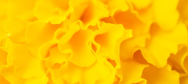 Gele goudsbloem bloemen close-up abstracte achtergrond