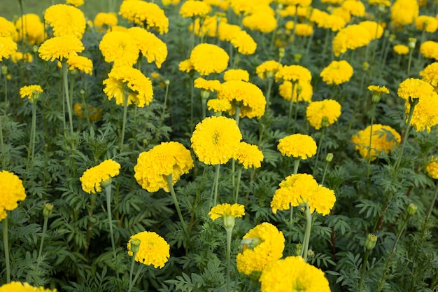 Gele goudsbloembloem in tuin