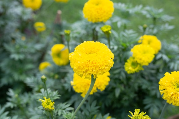 Gele goudsbloembloem in tuin