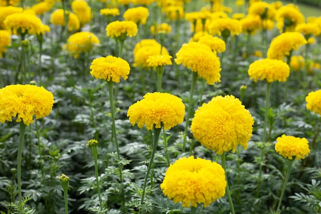 Gele goudsbloembloem in tuin