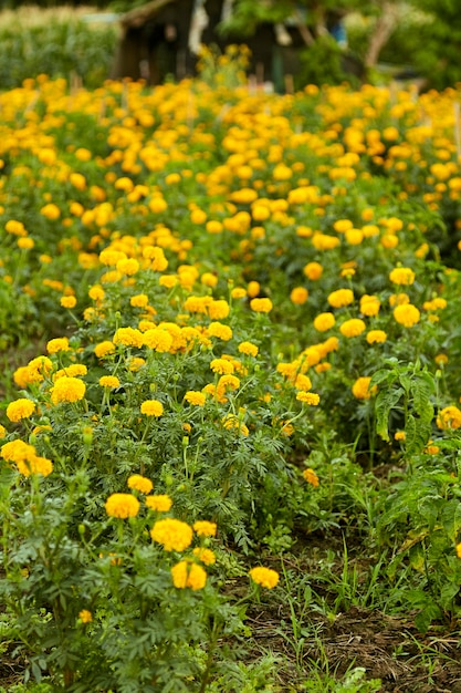 Gele goudsbloemen (Tagetes erecta Linn.)