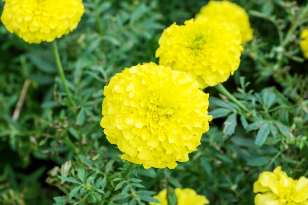 Gele goudsbloemenbloem in de tuin.