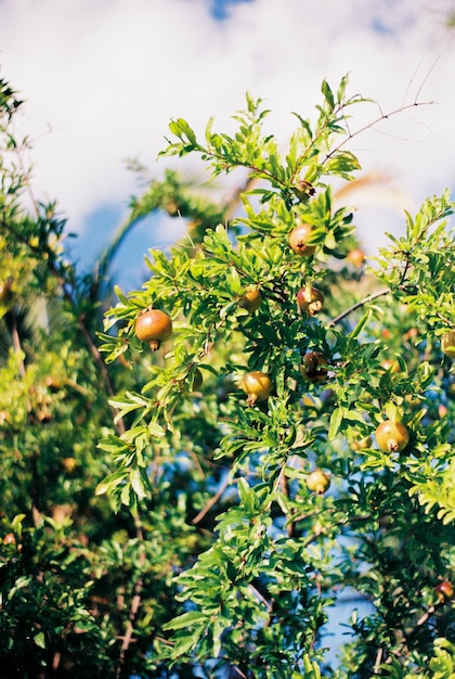 Gele granaatappels groeien aan groene boomtakken