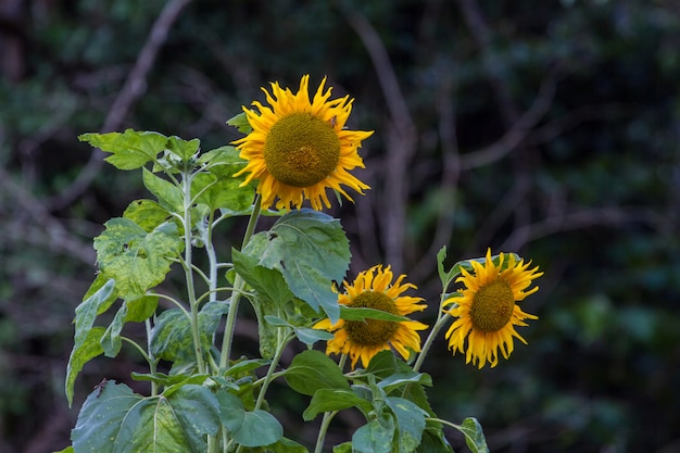 Gele grote zonnebloem in bloei