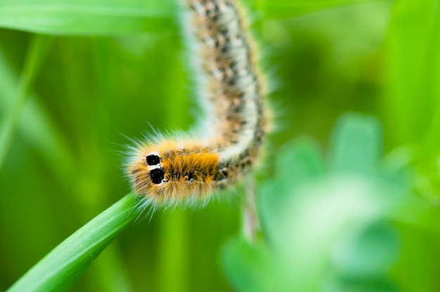 Gele harige rups op groen blad