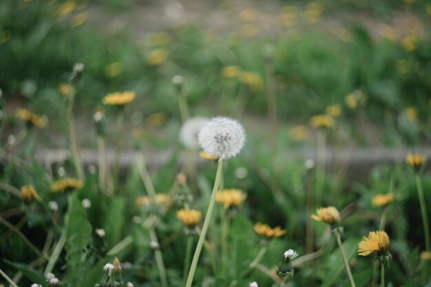 Gele heldere bloemen paardebloemen op achtergrond van groene weiden lente en zomer background