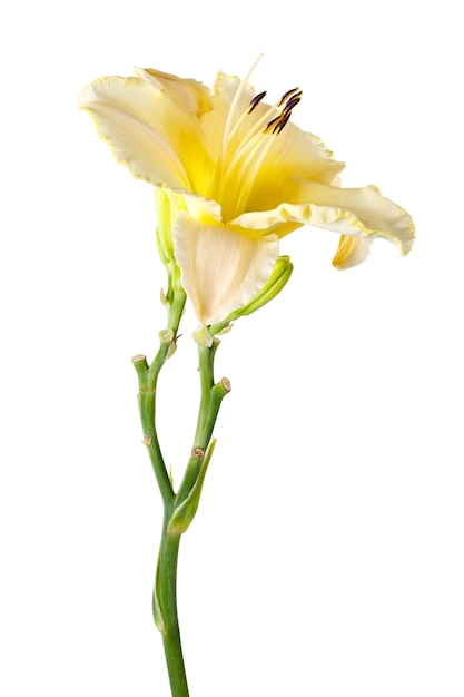 Gele Hemerocallis, tuinbloem, geïsoleerd op een witte ondergrond.