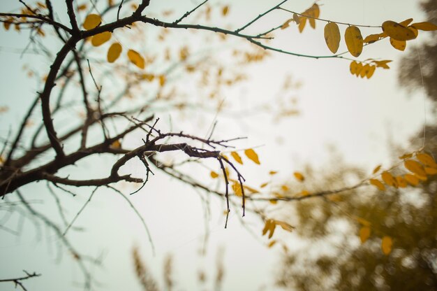 Gele herfst abrikozenbladeren op een tak Blauwe hemelachtergrond Close-up selectieve focus