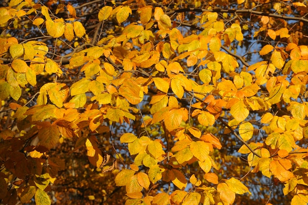 Gele herfst bos