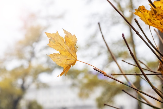 Gele herfst esdoorn bladeren in de zon