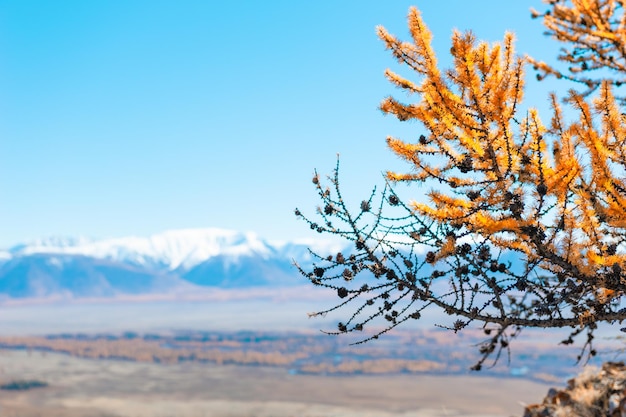 Gele herfst lariks boom met kegels in de bergen. Kurai steppe, uitzicht op de nok van Noord-Chuya in Altai, Siberië, Rusland