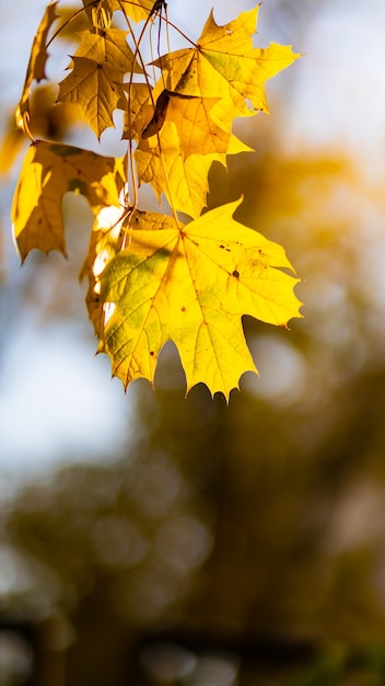 Gele herfstbladeren aan bomen. Herfst natuur achtergrond met bokeh. Esdoornbladeren, herfstachtergrond