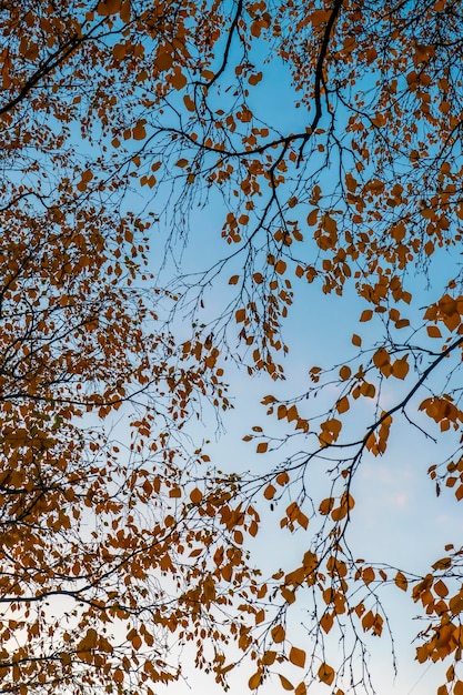 Gele herfstbladeren aan bomen