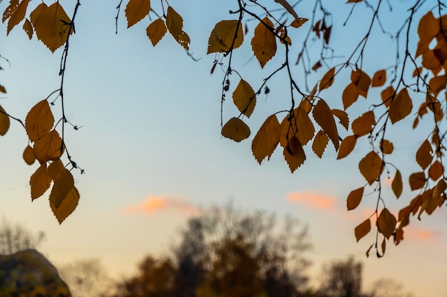 Gele herfstbladeren aan bomen